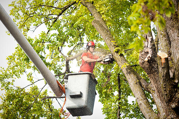 Best Stump Grinding Near Me  in USA